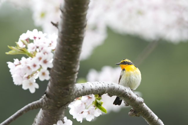 裏磐梯高原ホテル　バードウォッチング
